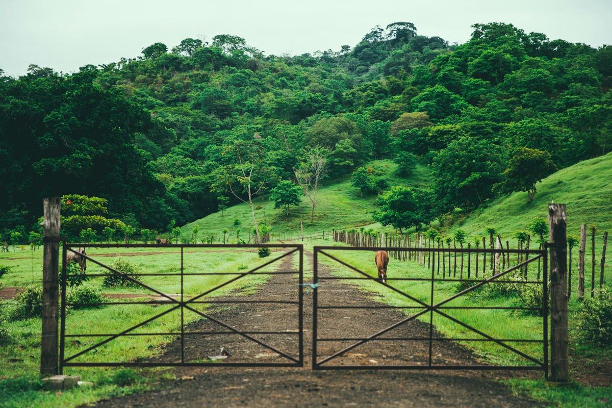 Ranch pipe gate and cedar fence post with barbed wire